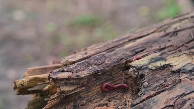 Common Asian millipede, Trigoniulus corallinus mating on a dead tree trunk. Howrah, West Bengal, India. Slow motion video of animals mating in nature. Stock footage.