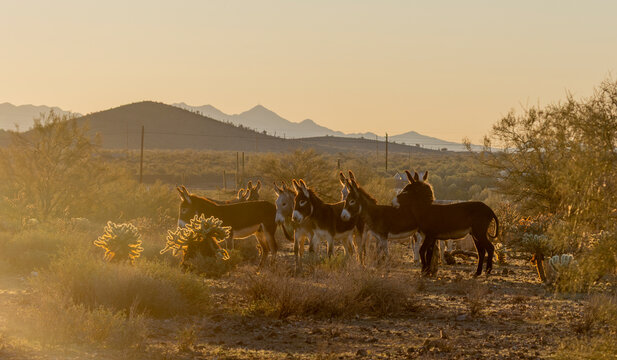 Wild Burros in the Arizona Desert in Winter