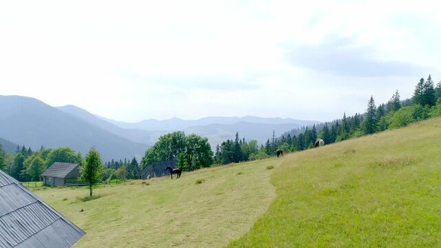 Pastoral scene from wooden farmhouse roof overlooking green alpine meadow with grazing horses, scattered pines, distant misty mountains under cloudy skies. Idyllic countryside farm life for stock imag
