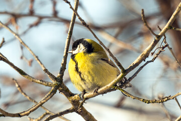 Fototapeta premium titmouse sitting on a branch