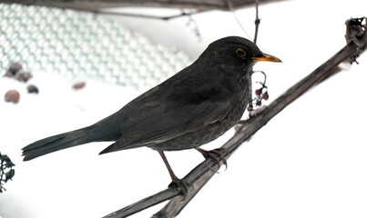 Fototapeta premium thrush on a grape vine in winter