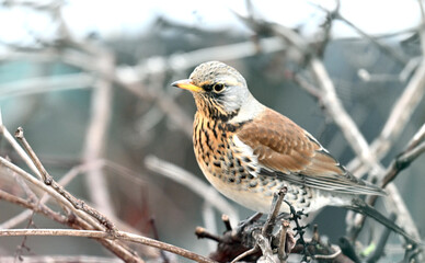 Fototapeta premium thrush on a grape vine in winter