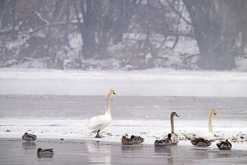 a swan on the river