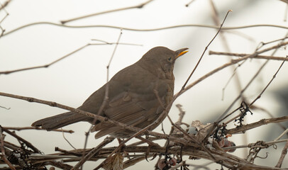 Fototapeta premium thrush on a grape vine in winter