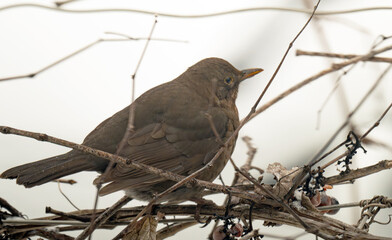 Fototapeta premium thrush on a grape vine in winter