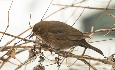 Fototapeta premium thrush on a grape vine in winter