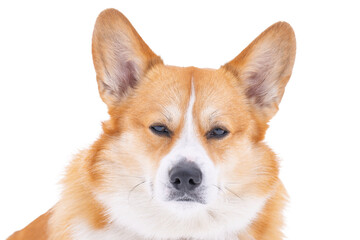 Pembroke corgi isolated