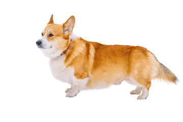Pembroke corgi isolated