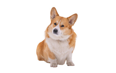 Pembroke corgi isolated