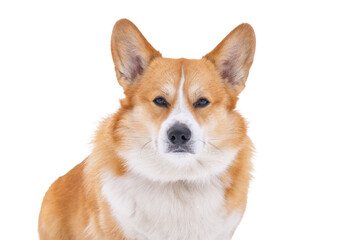 Pembroke corgi isolated