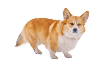 Pembroke corgi isolated