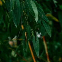 Freshly Dewed Eucalyptus Leaves in Rain
