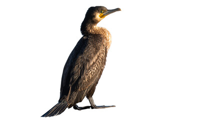 A photo of a great cormorant isolated