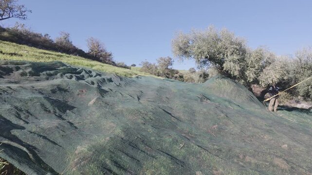 Farmers collecting olives using vibrating tools in rugged hillside grove