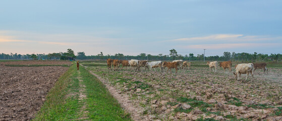 Fototapeta premium cows grazing in a rural field