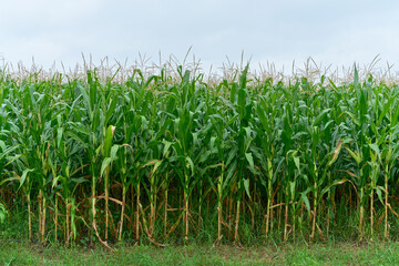 Cornfield in nature in the morning. Peaceful nature