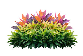 Decorative Garden Shrub With Vibrant Purple, Orange and Green Foliage isolated on White or transparent background Cutout png