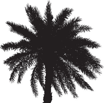 Large Palm Tree silhouette, vectors on separate layers