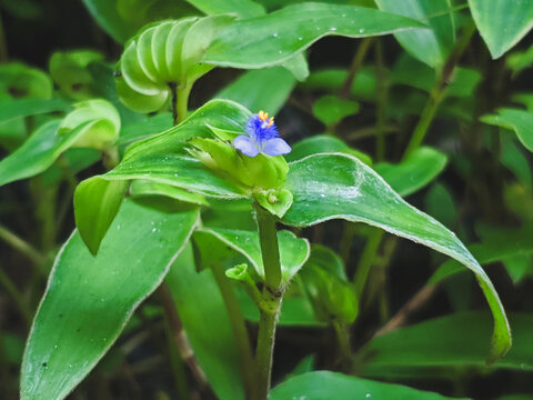Close-up of a tiny blue Commelina Diffusa flower blooming in a lush greenery
