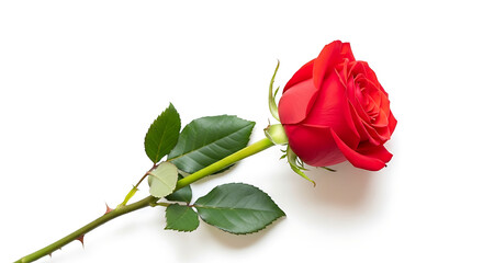 Obraz premium Single Red Rose with Green Leaves and Stem on White Background
