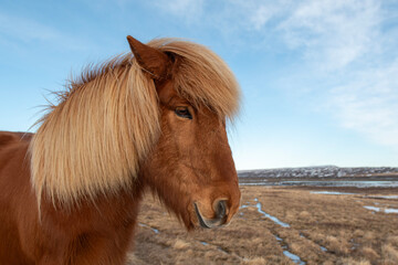 portrait of a horse in Iceland © Petr Caska
