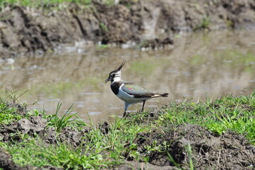 Vanellus vanellus. Northern Lapwing