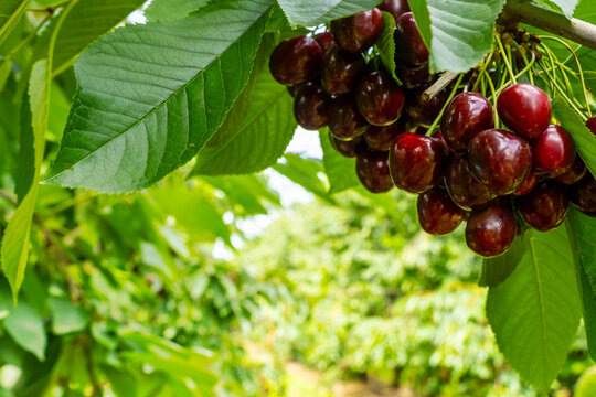 Lush, ripe cherries hang from a branch in a vibrant orchard. The sunlit setting highlights the rich red color of the cherries against the green foliage, capturing the essence of harvest season