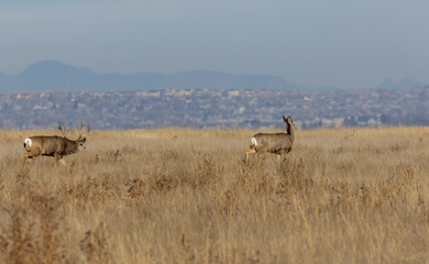 Naklejka premium Mule Deer Buck and Doe Rutting in Colroado in Autumn