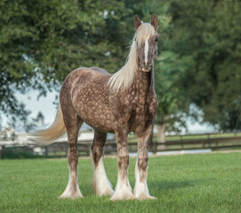 juvenile male Gypsy Vanner Horse weanling colt stands in grass field © Mark J. Barrett