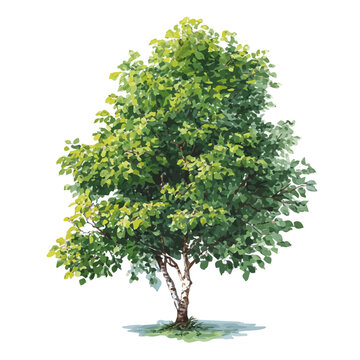 Isometric watercolor rendering of Alder Tree, isolated on a clean white background.