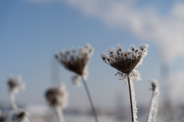 Frozen wildflower with frost against blue winter sky