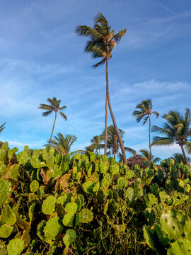 Tall Palm Trees Over Tropical Coastal Vegetation