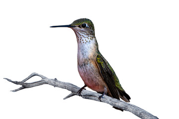 Obraz premium Calliope Hummingbird (Selasphorus calliope) Photo, Perched, Over a Transparent Isolated PNG Background