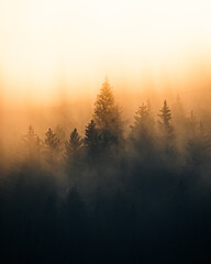 morning fog in the forest © Tom