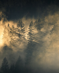 Obraz premium trees with fog