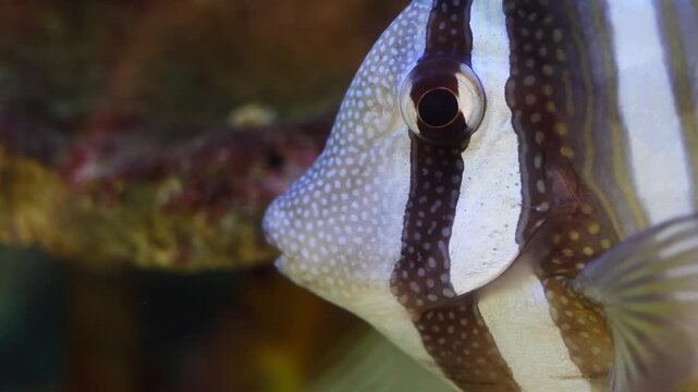 Pacific sailfin tang fish underwater, Zebrasoma veliferum (surgeonfish) swimming in a pure clean water. Marine wildlife macro close up portrait.