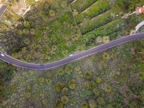 Aerial view of a sinuous road cutting through a verdant landscape dotted with palm trees, flanked by terraced fields, Moya, Gran Canaria, Canary Islands, Spain.