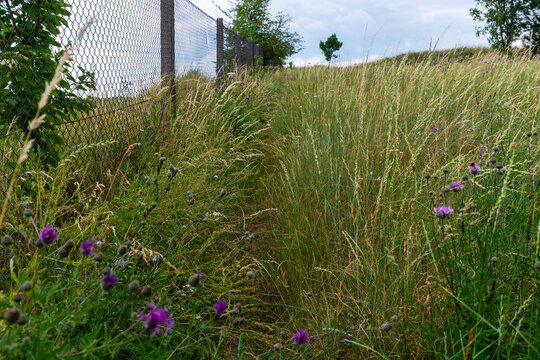 A narrow track runs along a chain link fence through tall meadow grass and purple thistle blooms, creating a natural boundary line and rural summer landscape with soft cloudy sky.
