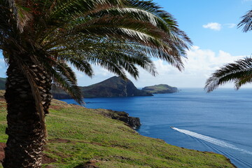 palm trees on the beach