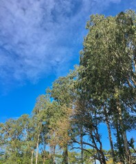 Lush Green Eucalyptus Trees Under a Bright Blue Sky with Soft Clouds © Yurneo