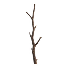 Fototapeta premium Single Dry Branch on White Background