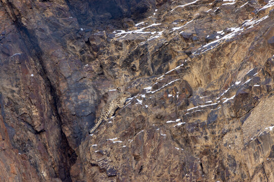 Aerial view of a snow leopard descending a rugged, rocky cliff face dusted with snow, its camouflage blending seamlessly, Hunza, Gilgit, Pakistan.