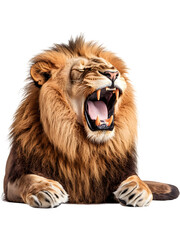 Close-up portrait of roaring lion isolated on transparent background. Dramatic wildlife image symbolizing leadership, strength, fearlessness and primal power.