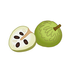 custard apple vector