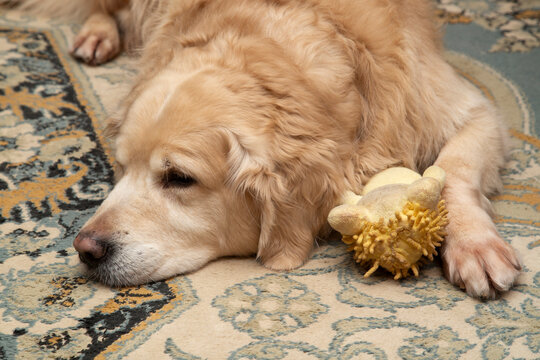 The Golden Retriever is lying on the carpet and resting.