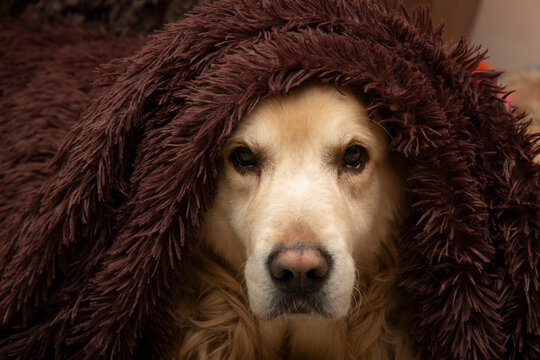 A Golden Retriever dog is lying under a blanket, warming up from the cold.