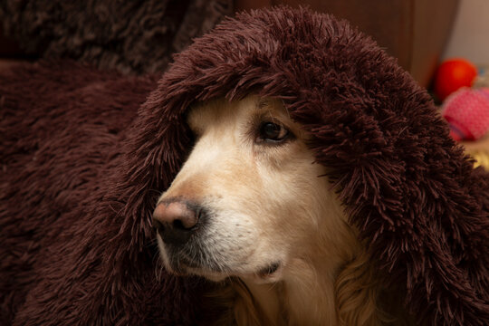 A Golden Retriever dog is lying under a blanket, warming up from the cold.