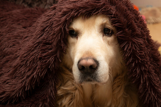 A Golden Retriever dog is lying under a blanket, warming up from the cold.