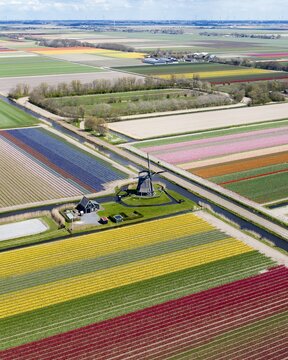 Aerial view of vibrant tulip fields stretch in colorful bands around a classic Dutch windmill under a vast sky, Sint Maartensvlotbrug, North Holland, Netherlands.