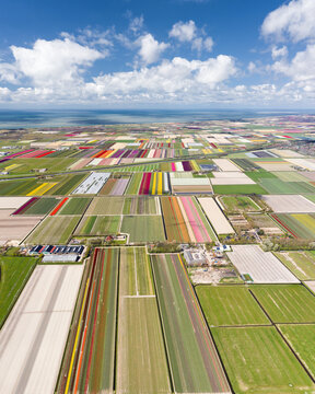 Aerial view of vibrant tulip fields create a colorful quilt of textures under a bright sky, Sint Maartensvlotbrug, North Holland, Netherlands.